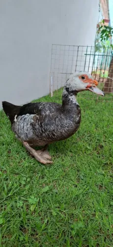 Patos