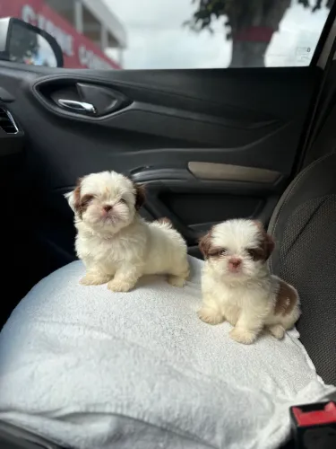 Shih Tzu Machos Olhos verdes 10x R$160