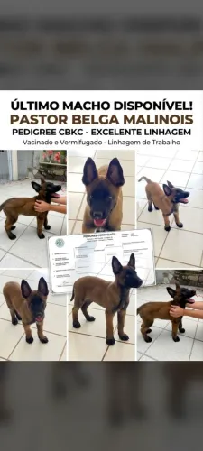 Filhote Pastor Belga Malinois - Pedigree CBKC - Macho Disponível