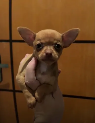 Chihuahua fêmea