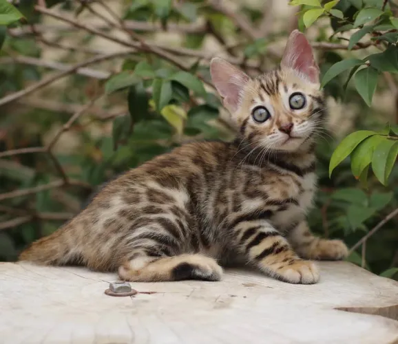 Filhotes de Gato Bengal