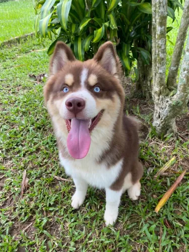 Husky siberiano 11 meses