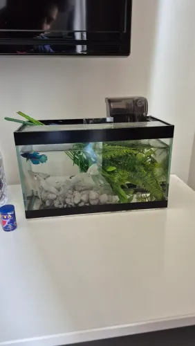 Aquário de 4 litros. 