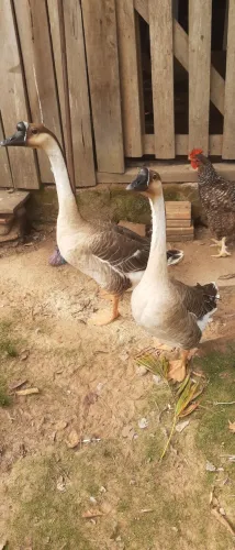 Vendo Casal de Ganso Sinaleiro