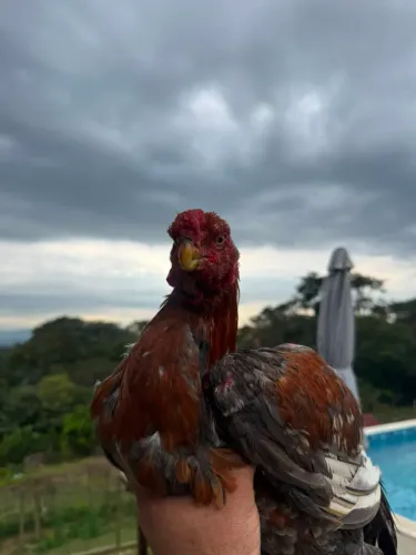 Vendo bico curto 