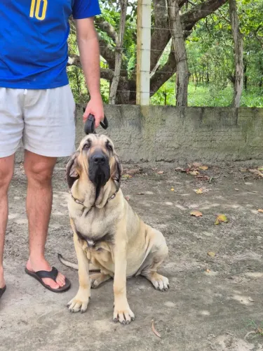 Cães Jovens da Raça Fila Brasileiro Disponível para venda.