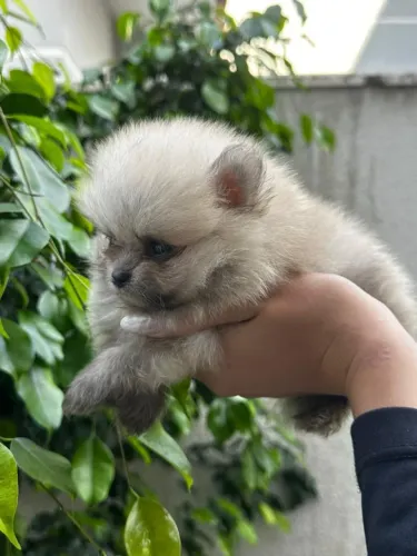 Lulu da pomeranea