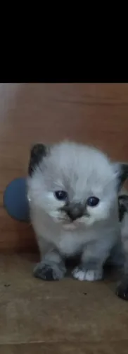 Gatinha