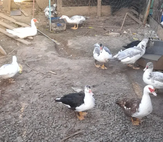 Venda patos