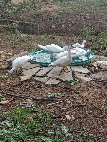 Patos 