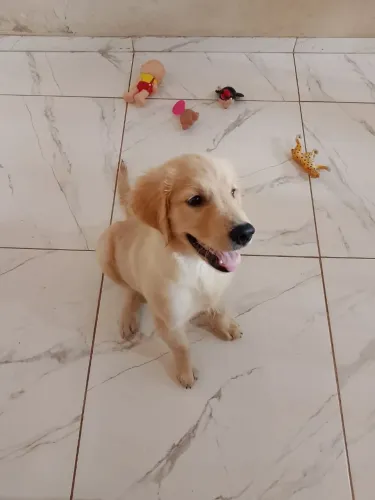 CACHORRO GOLDEN RETRIEVER