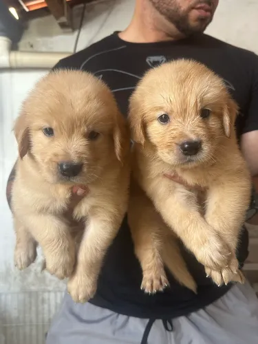 Golden Retriever com pedigree