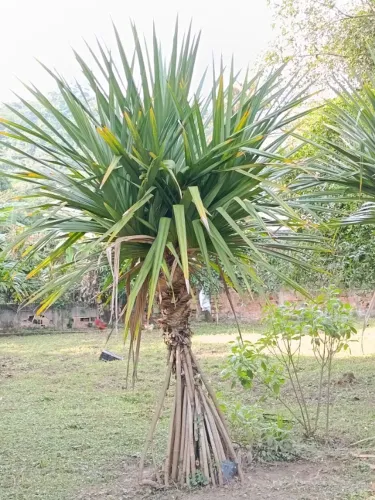 Palmeira Pandanus 2 metros