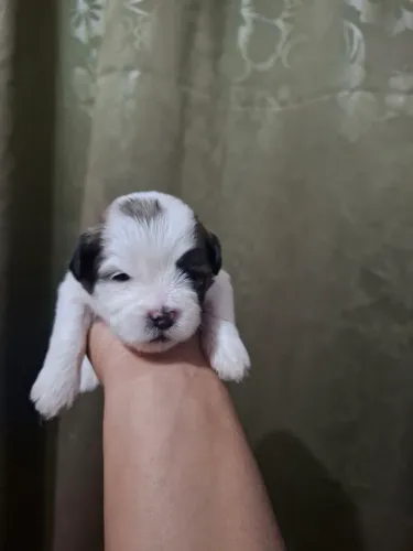 Vende-se Filhotes de ShihTzu