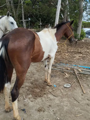 Cavalo Paint Horse