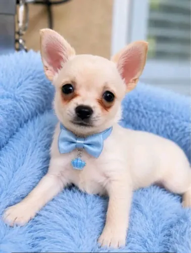 Chihuahua Micro Lindos Filhotes