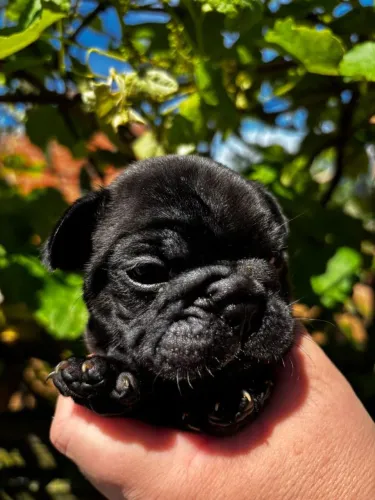 Bulldog francês exótico 