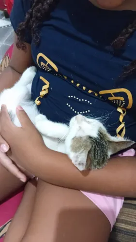 Doa - se gatinho filhote carinhoso! 