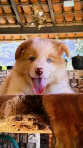 BORDER collie alto padrão para sua família