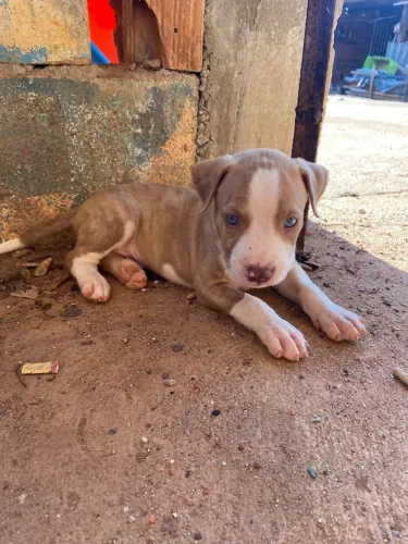 Filhote de Pitbull
