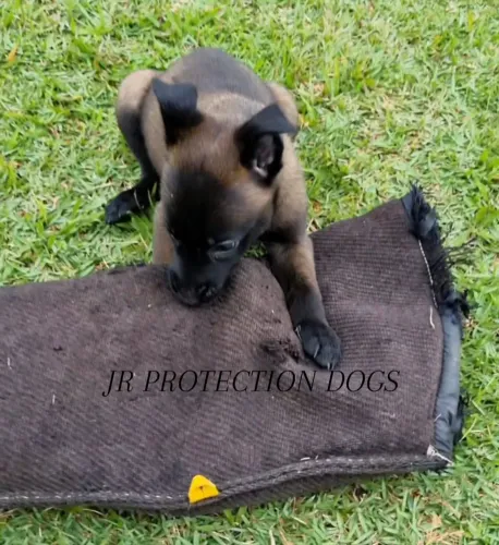 Pastor Belga de Malinois