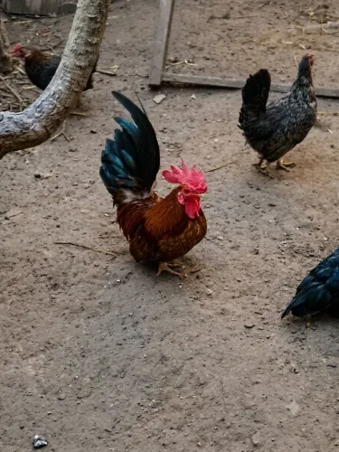 GALI GARNISÉ PARA DOAÇÃO.