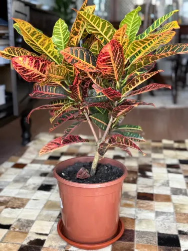 Croton