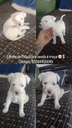 Pitbull fêmea