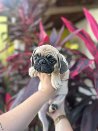 Pug fêmea perfeita