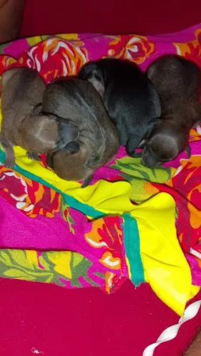 Cachorro Pincher n1 