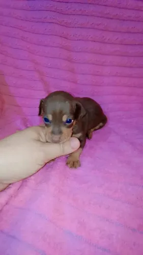 Pinscher zerinho fêmea
