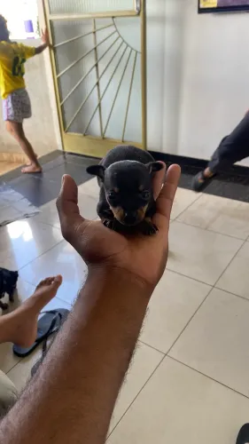 Pinscher  00