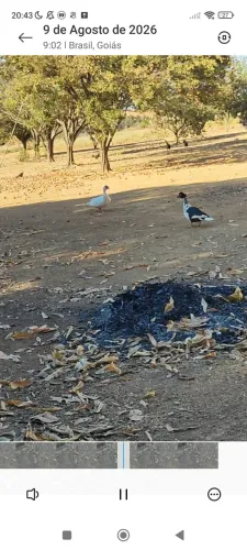 Patos