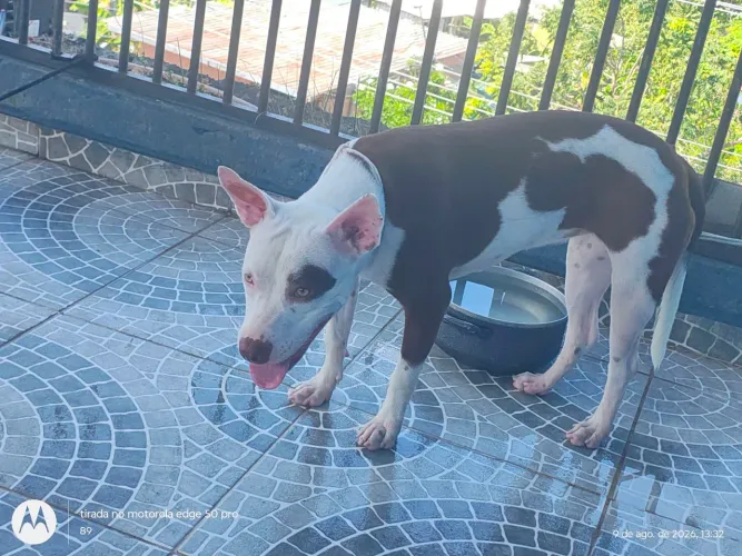 Pitbull fêmea