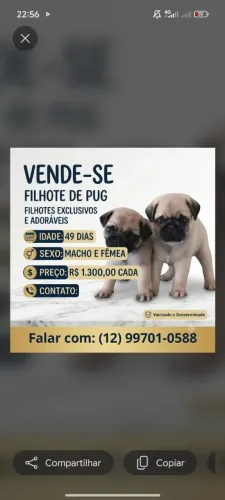 Filhote de pug