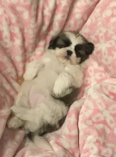 Shih tZu Um pet que faz qualquer ambiente ficar mais feliz