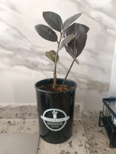 Muda de Zamiocuca Black