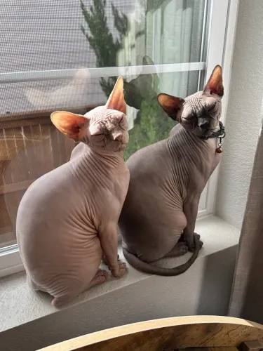 Gato Pelado Sphynx