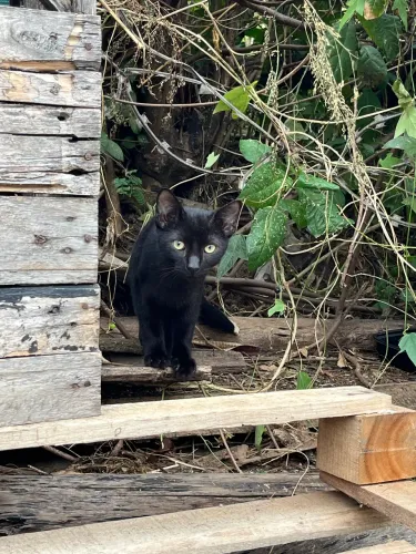 Gato macho para doação em Cariacica