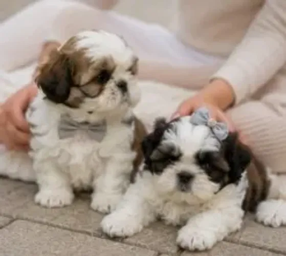 Cãozinho Shih tzu/ shihtzu pelagem linda e bem cuidada