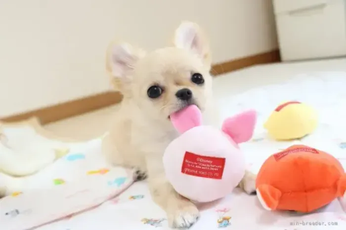 Cachorro filhote companheiro e alegre Chihuahua