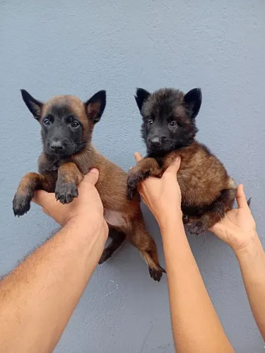 Pastor belga malinois filhotes machos 1.500 reais cada.