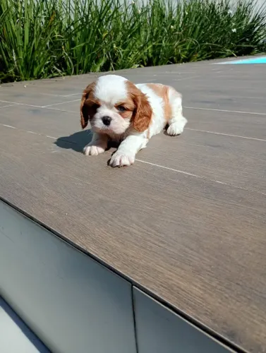 Cavalier King Disponivel machinho a pronta entrega