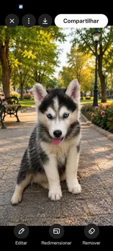 Cachorro