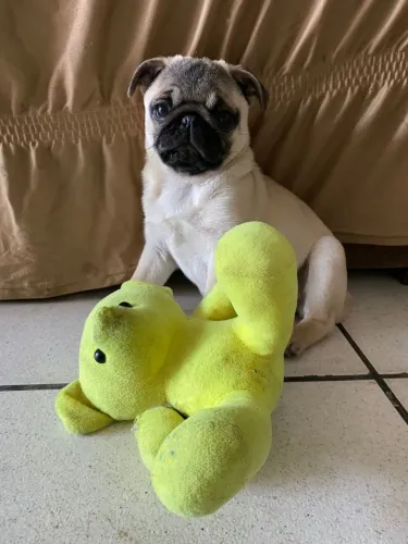 Fêmea Pug