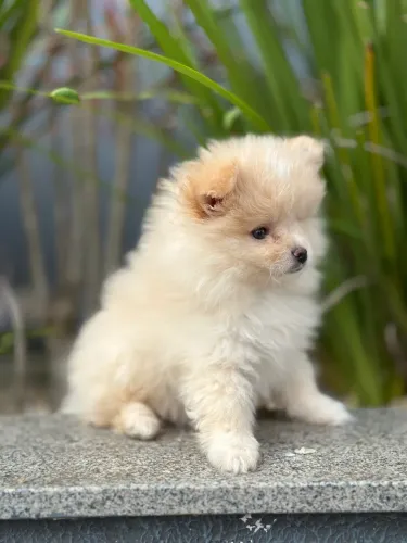 ? Spitz Alemão (Lulu da Pomerânia) disponível ? Filhote lindo, saudável e muito dócil.