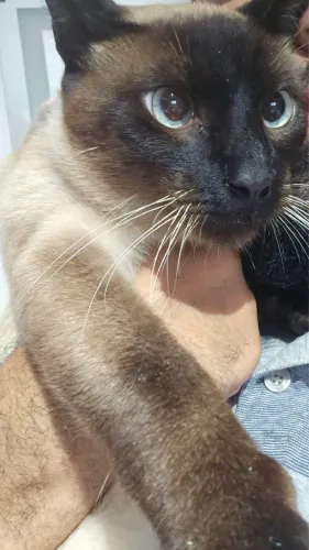 Doação de gato siamês 