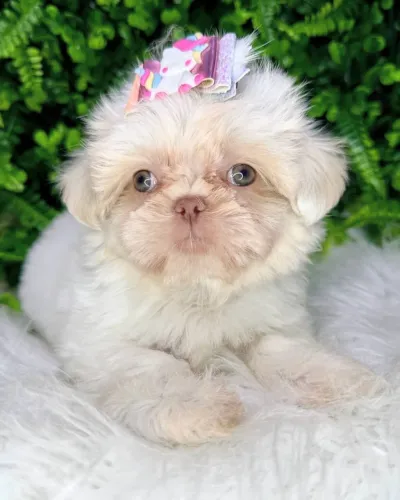 shihtzu fêmea