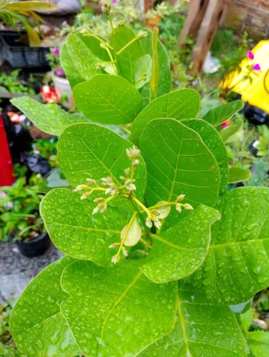 Frutíferas Diversas Enxertadas