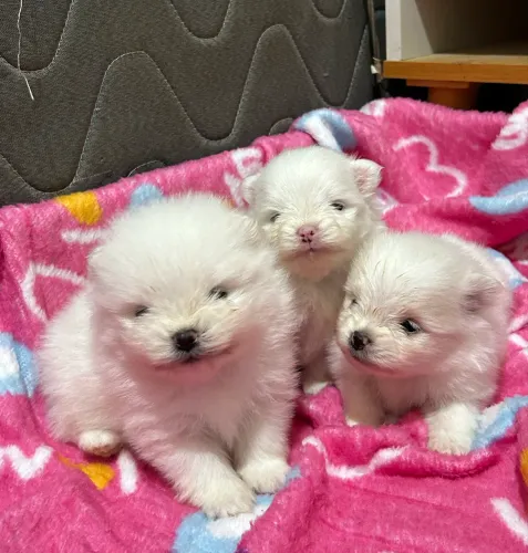 Lulu da Pomerania